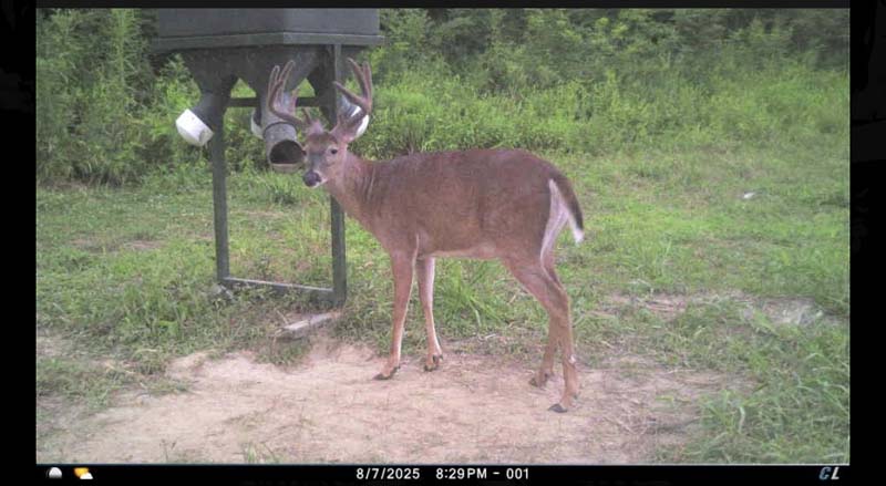 Thick bedding cover Ohio woods