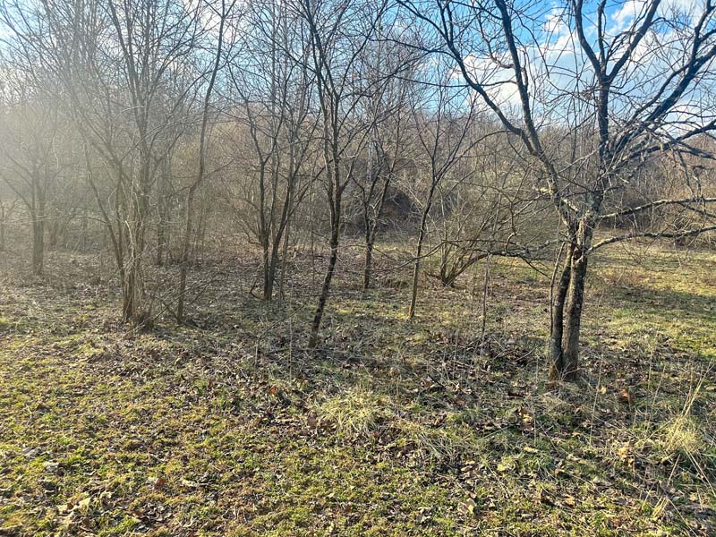 Whitetail management success Ohio