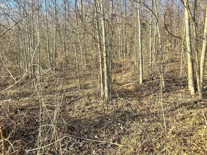 Untouched bedding area Ohio woods