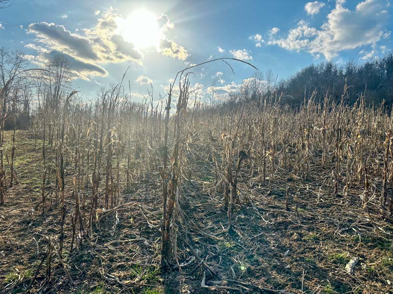 Trophy deer land Meigs County Ohio