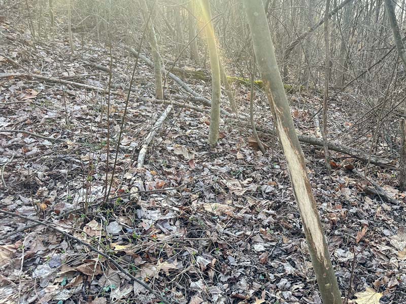 Private wooded hunting land Ohio