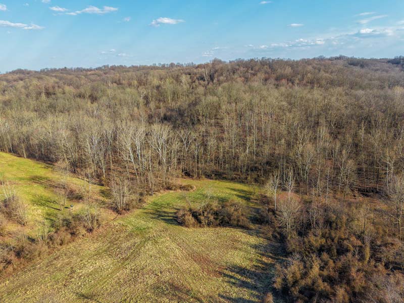 Natural habitat whitetail Ohio