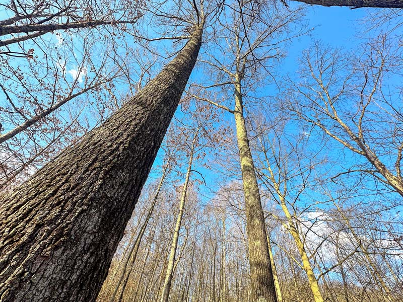 Deer sanctuary Southeast Ohio woods