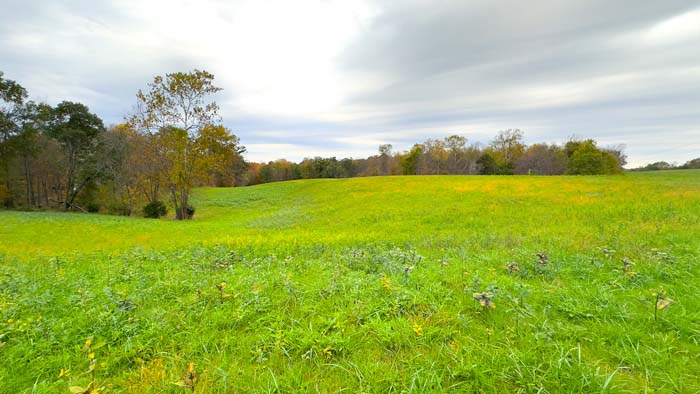 Mixed habitat of woods and open ground