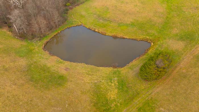 Mature trees bordering pasture on Red Hill Road