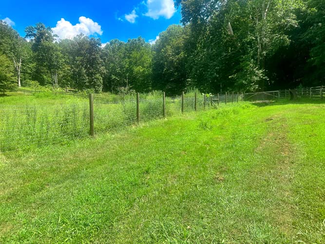 Horse pasture with trees