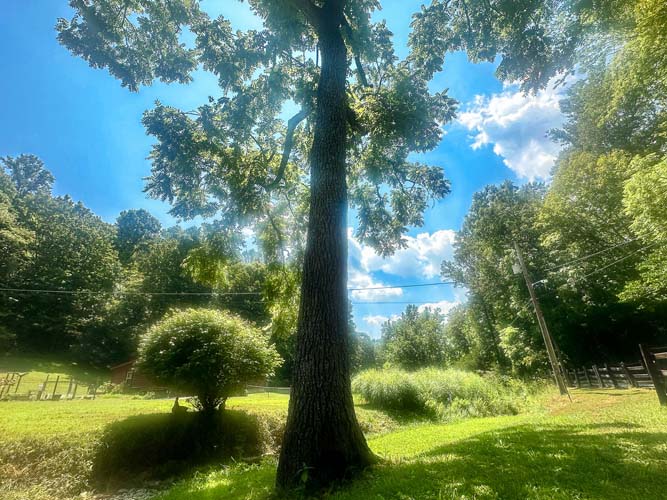 Poplar ridge edge trail