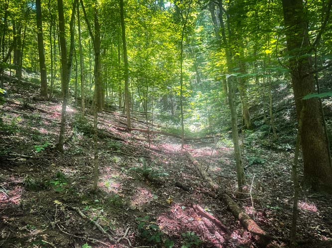 Trail cut through timberline