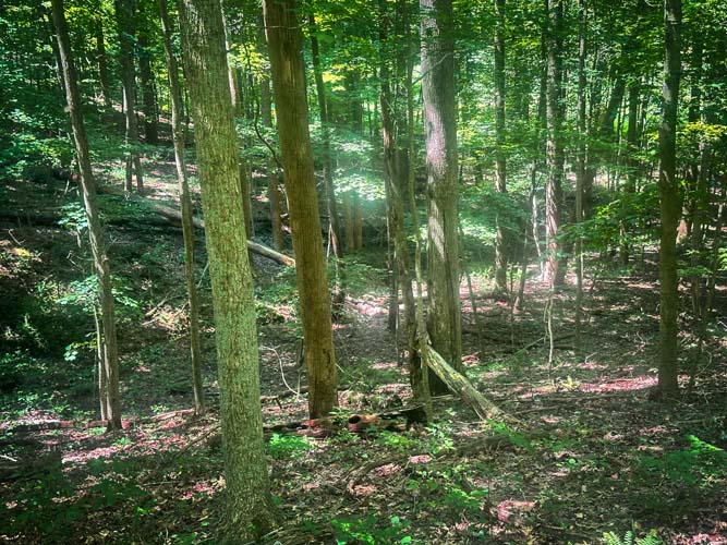 Secluded corner of property