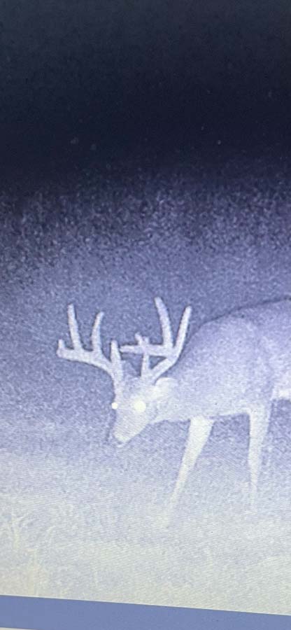 Secluded hunting property with dense tree coverage and terrain