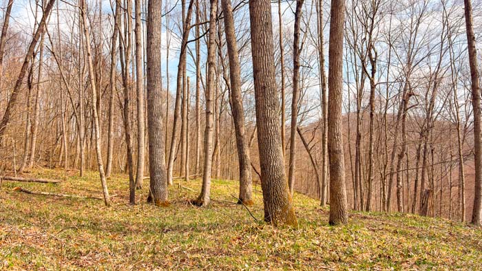 Outdoor property with mixed terrain and wooded acreage