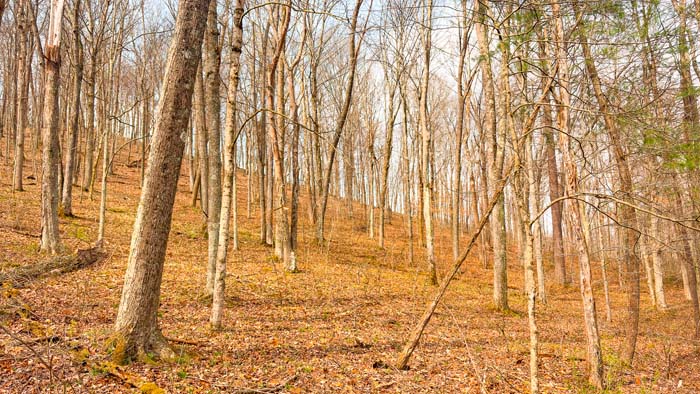 Peaceful rural land with forest and open areas for recreation