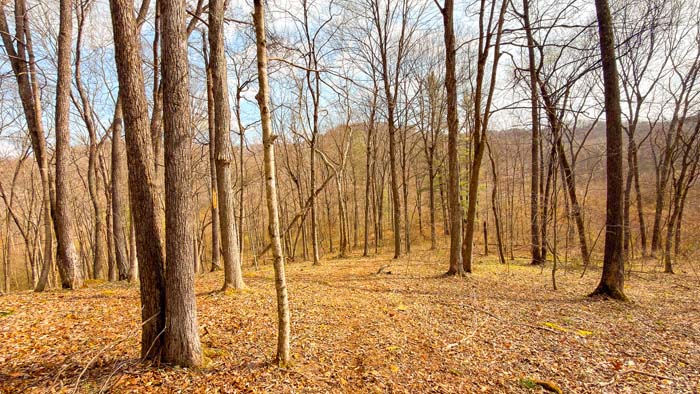 Ohio acreage with forest, trails, and recreational opportunities