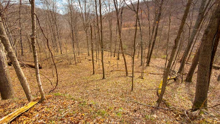 Wooded hunting land with mature timber and privacy