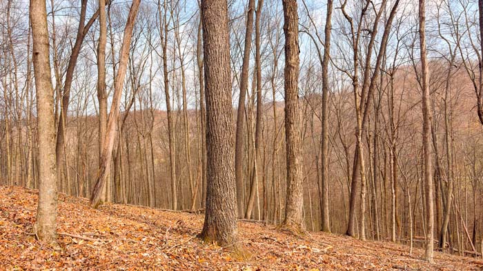 Private wooded acreage ideal for hunting and outdoor use