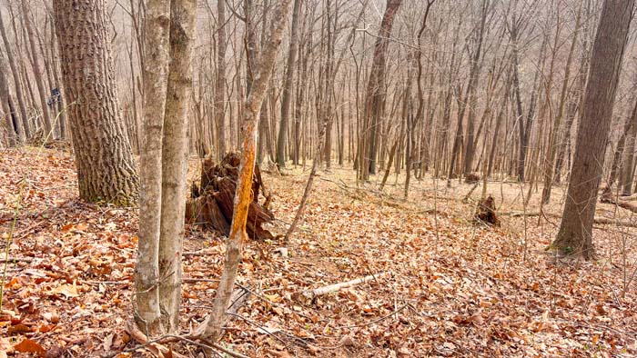Ohio property with dense woods and peaceful surroundings