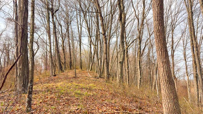 Scenic recreational land with timber and wildlife habitat
