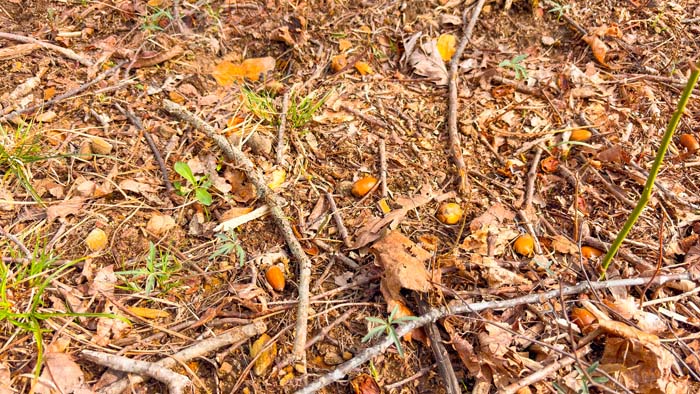 Recreational land with mature trees and natural landscape