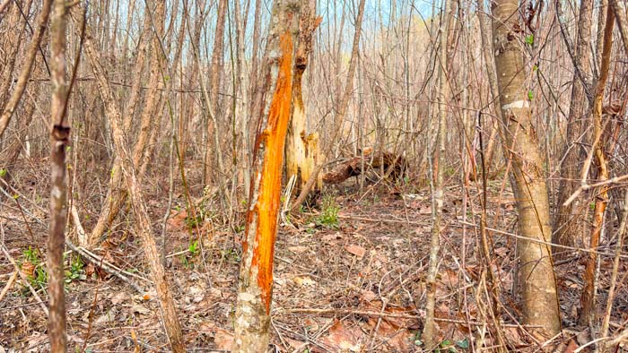 Private hunting land with wooded acreage and seclusion