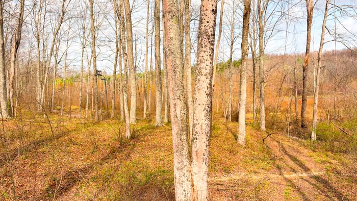 Ohio countryside land with mature timber and natural beauty