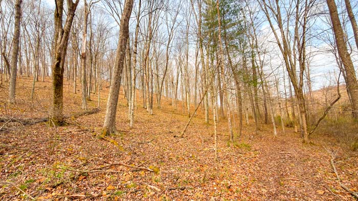 Hunting land with dense timber and private location