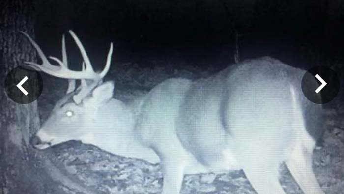 Private rural land with trees and wildlife habitat