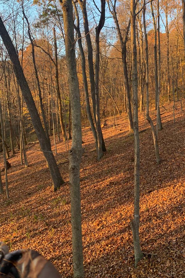 Scenic Ohio land with forest and rolling hills