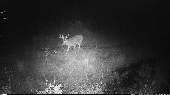 Private hunting property with mature timber and wildlife