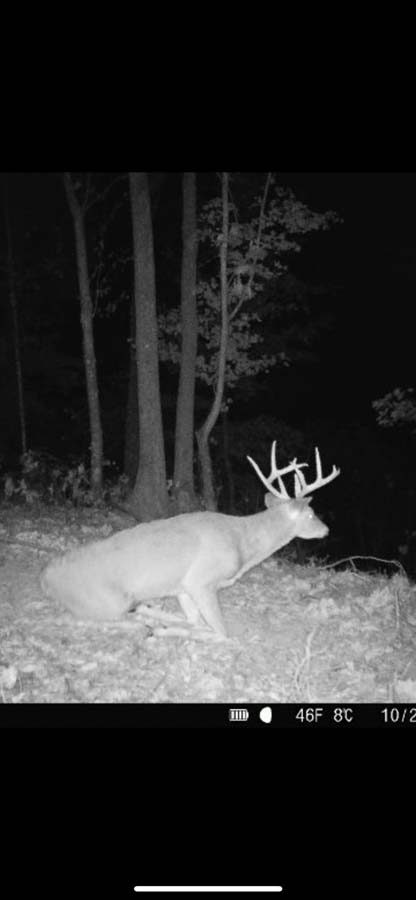 Secluded rural land with mature trees and rolling hills