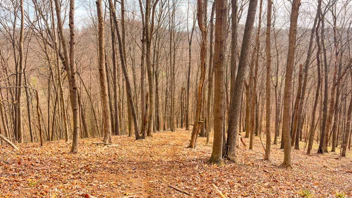 Rural acreage with mature timber and outdoor recreation potential