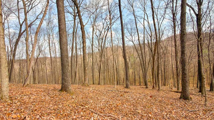Country land parcel with forest and rolling terrain