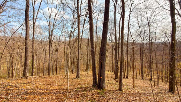 Outdoor property with timber and wildlife habitat in Ohio