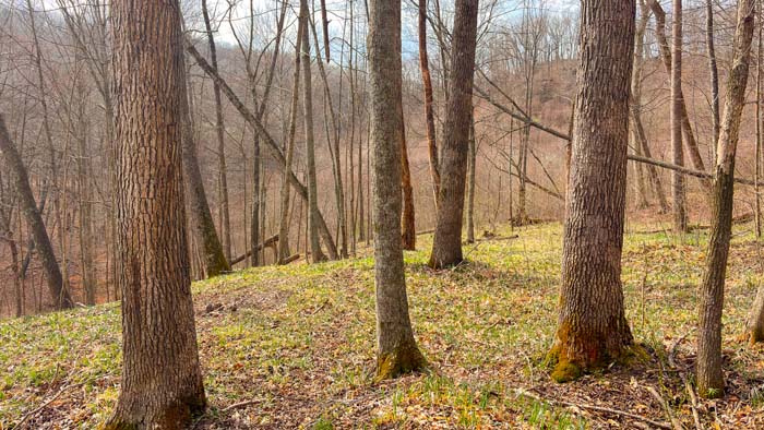 Wooded land with rolling terrain and secluded setting