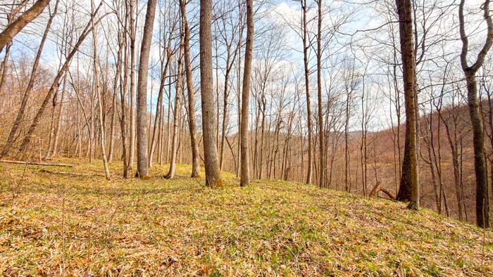 Scenic countryside acreage with forest and open space