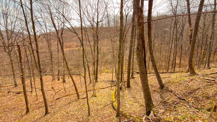 Wooded property with mature trees and rolling hills in Ohio