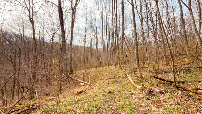 Ohio land for sale with wooded acreage and natural setting