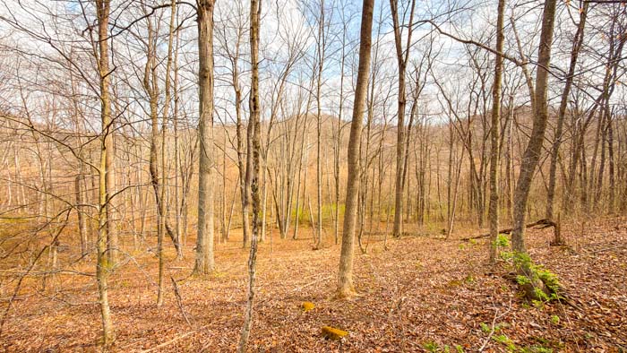 Outdoor property with wooded hills and scenic surroundings