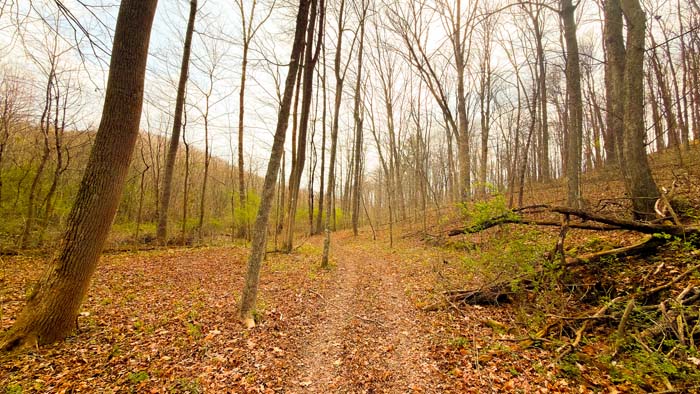Private Ohio land with forest and wildlife habitat