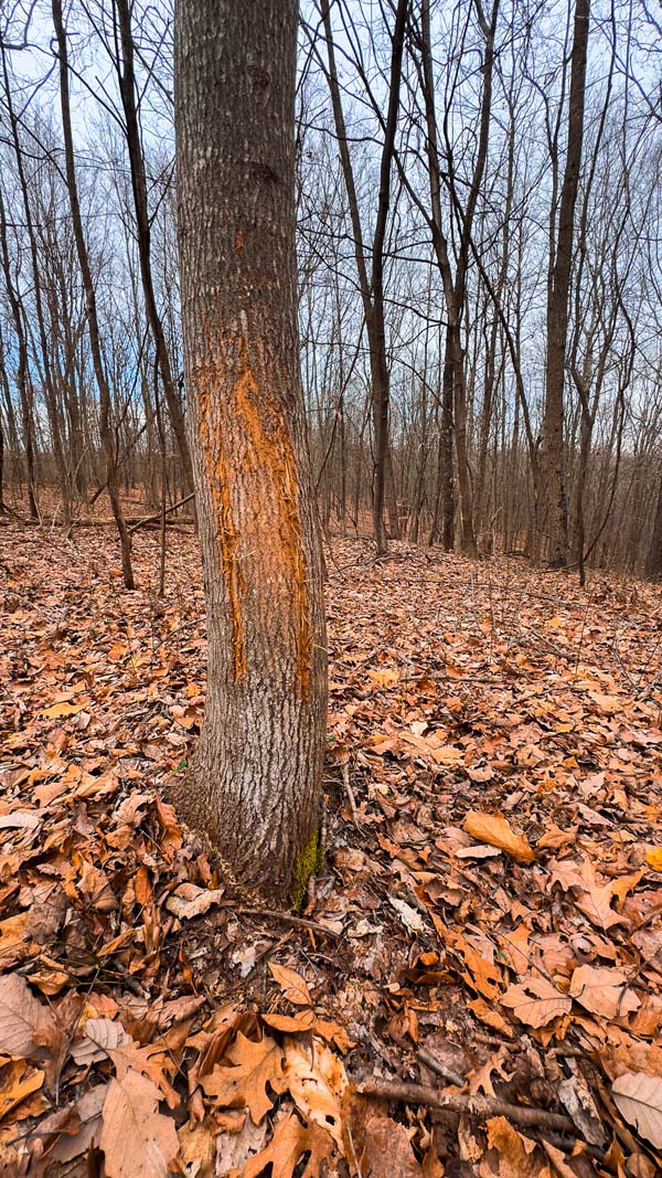 Secluded luxury property Ohio