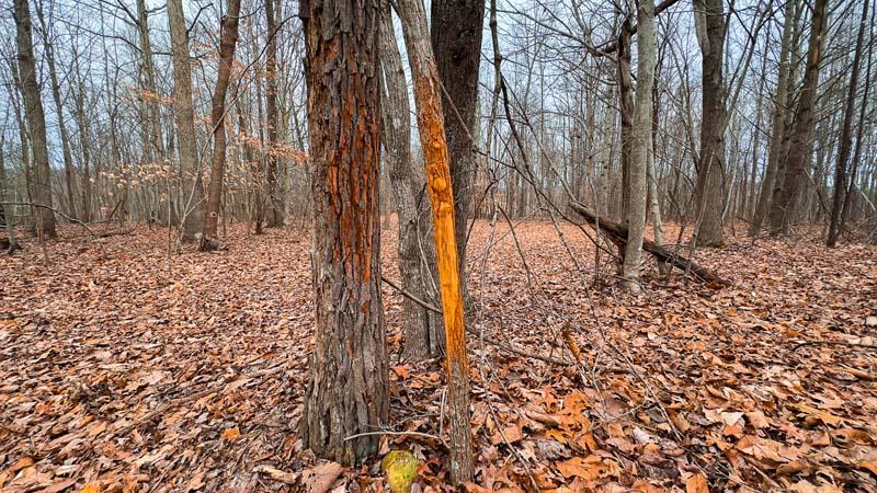 Legacy property Pike County Ohio