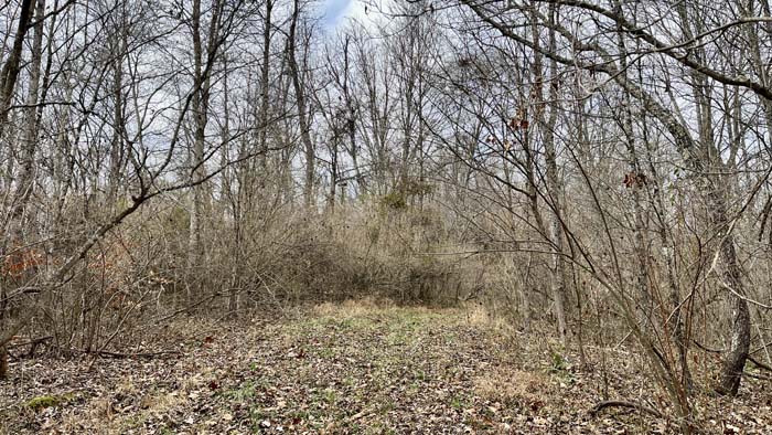 Pond bank and surrounding timber