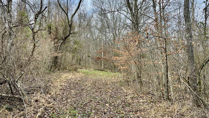 Natural habitat for whitetail deer