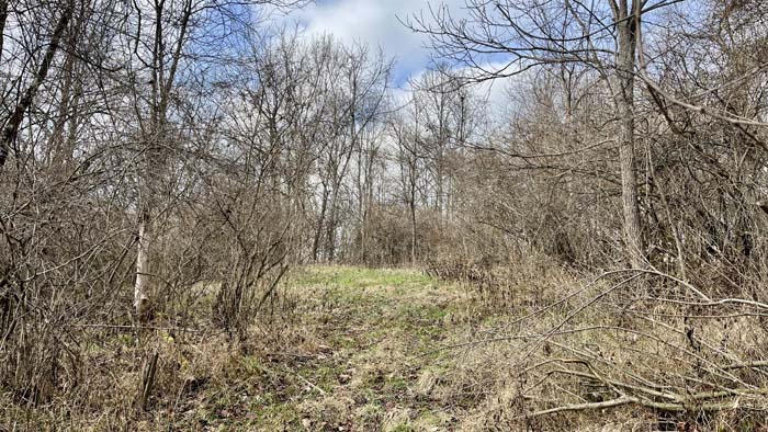 Lane leading to timber and rolling hills