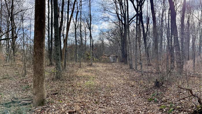 Oak stand with natural understory