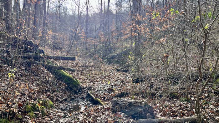 Open spot ideal for future cabin