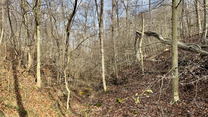 View across hardwood valley