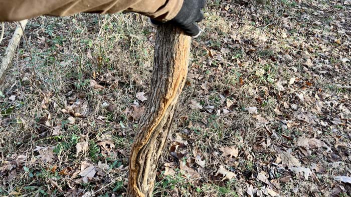Pond with surrounding mixed habitat