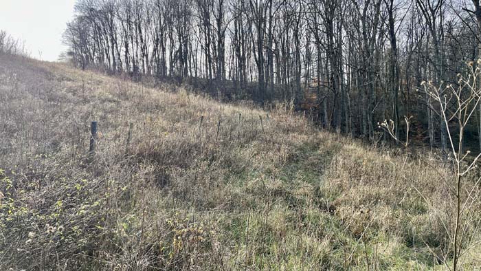 Wooded hillside above creek bottom