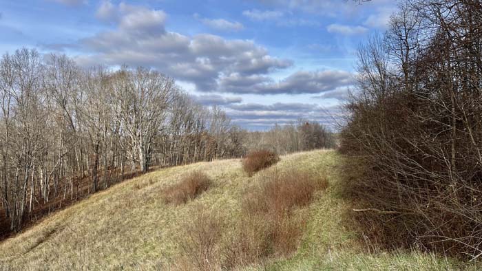 Trail running along timber edge