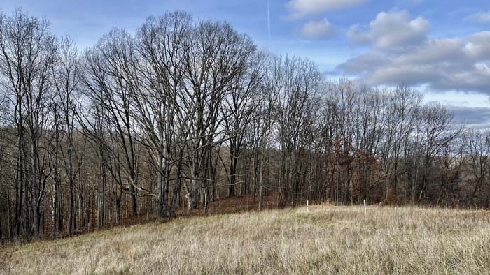 Pond reflections in wooded setting